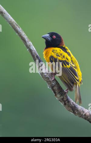 Village Weaver (Ploceus cucullatus), männlich, hoch oben auf einem Ast in einem Regenwald in Ghana. Stockfoto