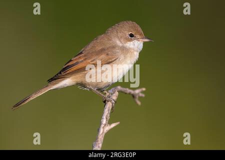 Common Whitethroat (Sylvia communis) auf einem Zweig in Frankreich im Sommer vor einem grünen Hintergrund thront. Stockfoto