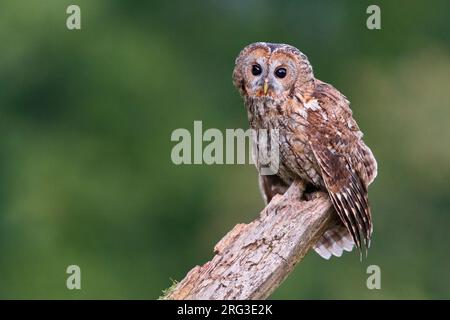 Waldkauz (Strix aluco), Erwachsener auf einem alten Stamm, Kampanien, Italien Stockfoto