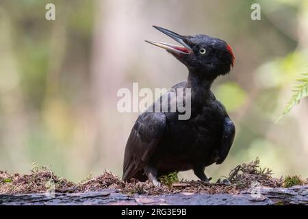 Black Woodpecker (Dryocopus martius) im flachen Waldbecken. Ich Trinke. Stockfoto