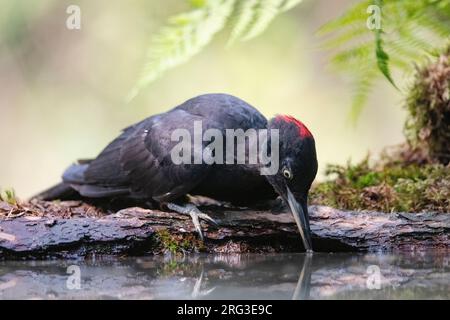 Black Woodpecker (Dryocopus martius) im flachen Waldbecken. Ich Trinke. Stockfoto