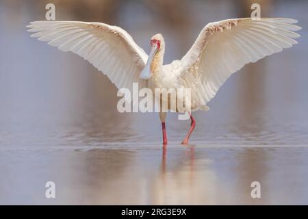 Afrikanischer Löffelschlange (Platalea alba) im Flug in Tansania. Stockfoto