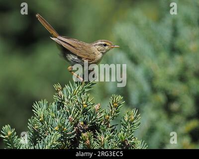 Gelbstreifenrohrsänger (Phylloscopus armandii) Auf einem Kiefernbaum (Tibetischer Plateu) Stockfoto