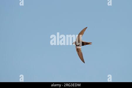 Hybrid Little x White-rumped Swift (Apus affinis x Caffer) im Flug in der Little Swift-Kolonie im Hafen von Chipiona, Andalusien, Spanien Stockfoto