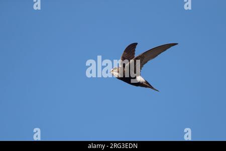 Hybrid Little x White-rumped Swift (Apus affinis x Caffer) im Flug in der Little Swift-Kolonie im Hafen von Chipiona, Andalusien, Spanien Stockfoto