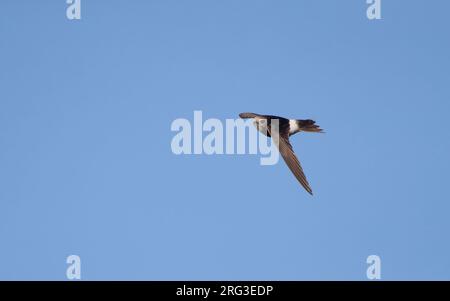 Hybrid Little x White-rumped Swift (Apus affinis x Caffer) im Flug in der Little Swift-Kolonie im Hafen von Chipiona, Andalusien, Spanien Stockfoto