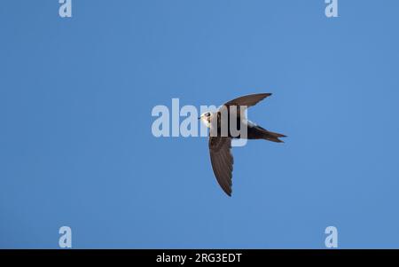 Hybrid Little x White-rumped Swift (Apus affinis x Caffer) im Flug in der Little Swift-Kolonie im Hafen von Chipiona, Andalusien, Spanien Stockfoto