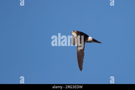 Hybrid Little x White-rumped Swift (Apus affinis x Caffer) im Flug in der Little Swift-Kolonie im Hafen von Chipiona, Andalusien, Spanien Stockfoto