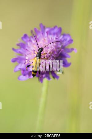 Rutpela maculata; geflecktes Longhorn Stockfoto