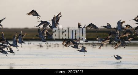 Herde des Nachzuchtkrauts (Numenius arquata arquata), der von einem See in Seeland, Dänemark, abfliegt Stockfoto