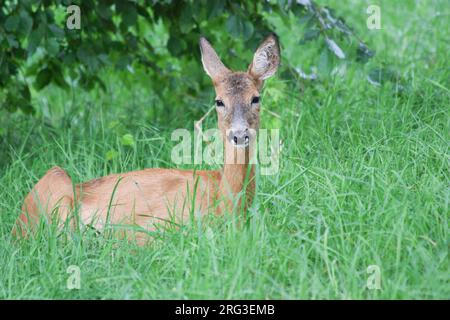 Rotwild (Capreolus capreolus), ausgewachsenes Weibchen, das auf dem Gras ruht, vor grünem Hintergrund, in Schweden. Stockfoto