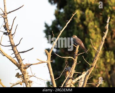 Männlicher gemeiner Kuckuck (Cuculus canorus) im Sommer in Spanien. Stockfoto