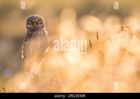 Little Owl (Athen noctua) in Italien. Mit wunderschöner Hintergrundbeleuchtung fotografiert. Stockfoto