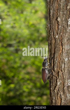 Weiblicher Hirschkäfer, der auf einem Baum sitzt Stockfoto