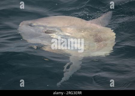 Meeressonnenfische (Mola mola) an der Oberfläche. Stockfoto