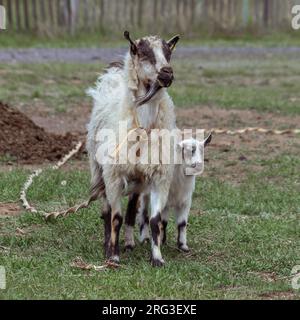 Porträt einer weißen, rustikalen Hausziege mit einem Kind auf dem Rasen im Hof. Dorfmilch. Wolle. Eine Ziegenfamilie. Eine Ziege mit einem Seil. Stockfoto