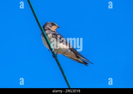 Juvenile Eurasian Barn Swallow (Hirundo rustica rustica) alias White-blied Barn Swallow, hoch oben auf einem Draht einer Scheune in Assenede, Ostflandern, Belgiu Stockfoto