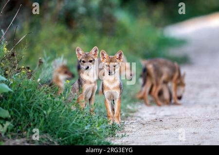 Der eurasische Goldschakal (Canis aureus moreoticus) im Donaudelta in Rumänien. Stockfoto