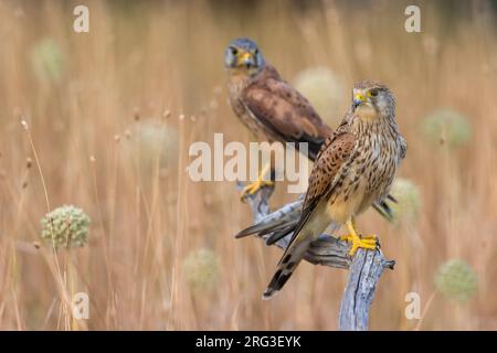 Das Paar Gemeine Kestrels (Falco tinnunculus) in Italien. Auf einer Holzstange auf einem landwirtschaftlichen Feld. Weiblich im Vordergrund, männlich im Rückgro Stockfoto