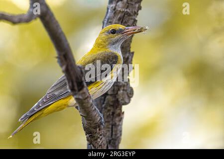 Weibliche europäische Goldene Oriole, Oriolus oriolus, in Italien. Hoch oben auf einem Zweig. Stockfoto