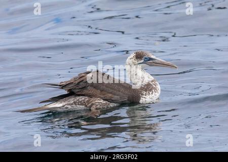 Unreif (2 Jahre) Northern Gannet (Morus bassanus), auf dem Wasser mit blauem Hintergrund in der Bretagne, Frankreich. Stockfoto