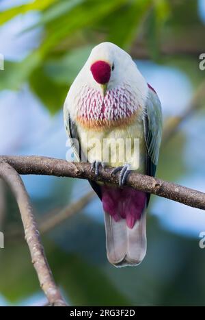 Vielfarbige Fruchttaube (Ptilinopus perousii mariae) auf Fidschi im Südpazifik. Auch bekannt als Manuma. Stockfoto