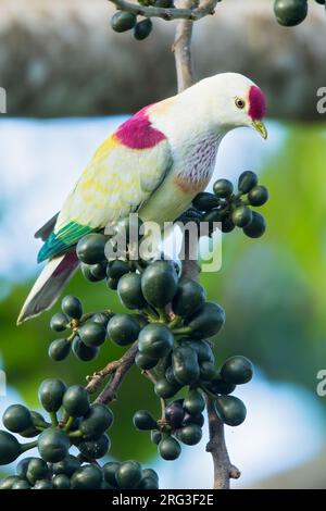 Vielfarbige Fruchttaube (Ptilinopus perousii mariae) auf Fidschi im Südpazifik. Auch bekannt als Manuma. Stockfoto