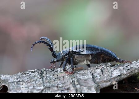 Prionus coriarius - Sawyer - Sägebock, Deutschland, Imago, männlich Stockfoto