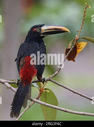 Aracari (Pteroglossus sanguineus) in Bahia Solano, Choco, Kolumbien. Stockfoto