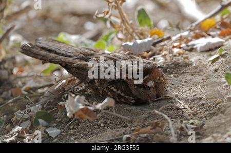 Rothalsgürtel (Caprimulgus ruficollisat) auf dem Boden in Andalusien, Spanien Stockfoto