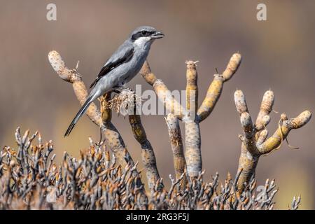 1. südgrauer Sommergarnele (Lanius meridionalis koenigi) hoch oben im Busch in Sao Miguel de Abona, Tenrife, Kanarische Inseln, Spanien. Stockfoto