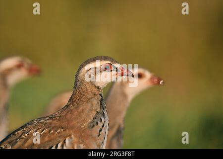 Porträt eines jungen Rotbein-Rebhuhn (Alectoris rufa) in Spanien. Stockfoto