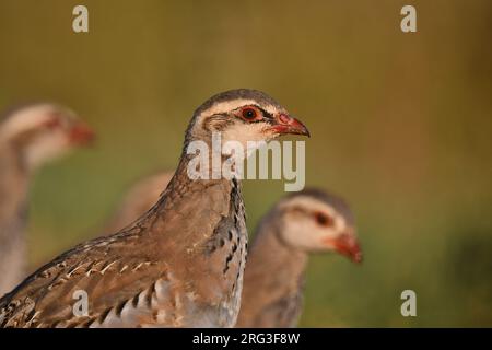 Porträt eines jungen Rotbein-Rebhuhn (Alectoris rufa) in Spanien. Stockfoto