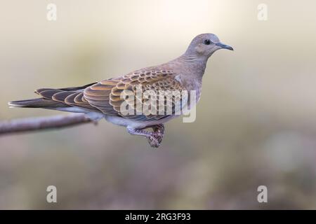 Juvenile Eurasian Turtle Dove, Streptopelia turtur, in Italien. Stockfoto