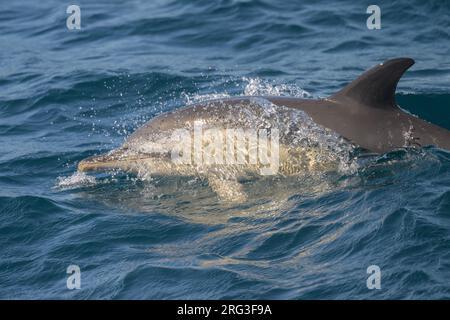 Delfin (Delphinus delphis) an der Oberfläche, mit dem Meer als Hintergrund. Stockfoto