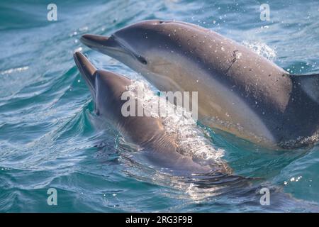Zwei Delfine (Delphinus delphis), die an der Oberfläche in physischem Kontakt mit dem Meer als Hintergrund erscheinen. Stockfoto
