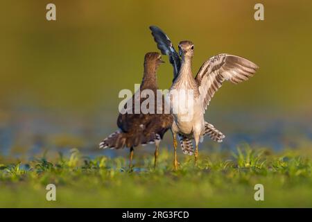 Gewöhnlicher Sandpiper, Actitis hypoleucos, in Italien. Paar wird angezeigt. Stockfoto