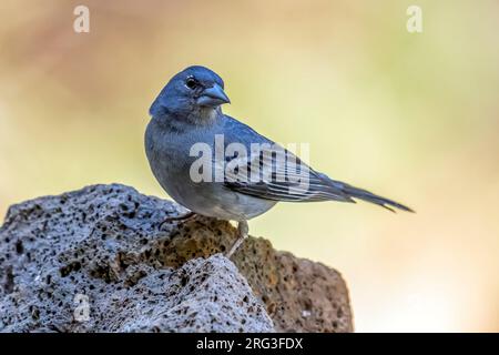 Erwachsener Mann Teneriffa Blue Chaffinch (Fringilla teydea) hoch oben in einem Pinienwald in der Nähe von Las Lagunetas, La Victoria de Acentejo, auf Teneriffa, Kanarische Insel Stockfoto