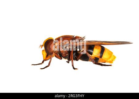 Hornet mimischen Hoverfly, Volucella zonaria Stockfoto