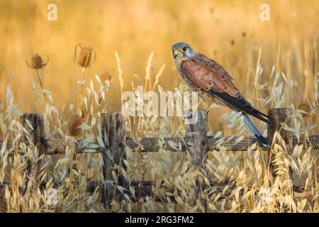 Männlicher eurasischer Kestrel, Falco tinnunculus, in Italien. Stockfoto