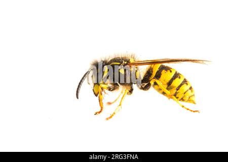 Deutsche Wasp, Duitse wesp, Vespula germanica Stockfoto