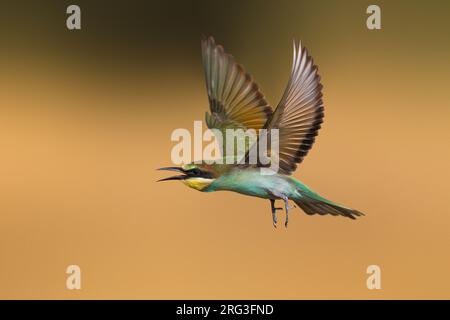 Europäischer Bienenesser, Merops apiaster, in Italien. Unreif im Flug. Stockfoto