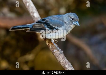 2-Cent-Männchen Gran Canaria Blue Chaffinch (Fringilla polatzeki) hoch oben in einem Pinienwald bei Mogán, Gran Canaria, Kanarische Inseln, Spanien. Stockfoto