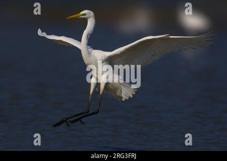 Grote Zilverreiger opvliegend, Silberreiher off-Einstellung Stockfoto