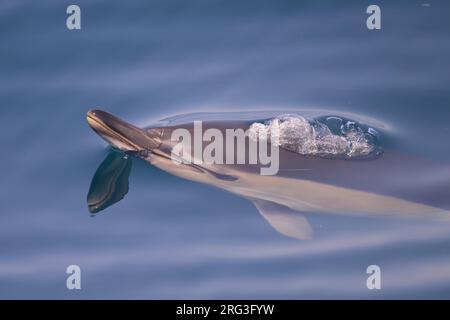 Delfin (Delphinus delphis), der an der Oberfläche auftaucht und ausläuft, mit dem Meer als Hintergrund. Stockfoto