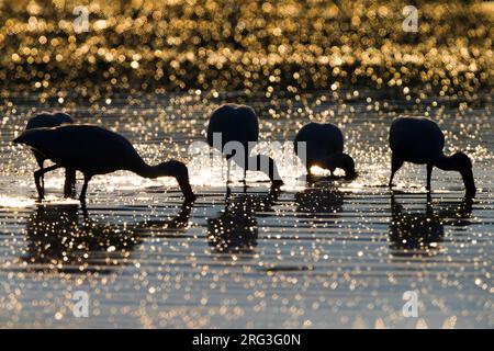 Eurasischer Löffler (Platalea leucorodia) Nahrungssuche in italienischen See mit schönen Abend licht. Stockfoto