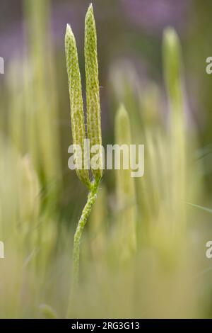 Hirschhorn Clubmoss Lycopodium clavatum Stockfoto