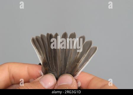 Schwanz eines ersten Winterschnappers (Ficedula albicollis), der an der Ringstation des Ottenby Bird Observatory am südlichen Punkt gefangen wurde Stockfoto