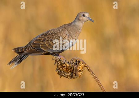 Juvenile Eurasian Turtle Dove, Streptopelia turtur, in Italien. Stockfoto