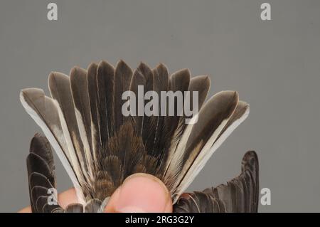 Schwanz eines ersten Winterschnappers (Ficedula albicollis), der an der Ringstation des Ottenby Bird Observatory am südlichen Punkt gefangen wurde Stockfoto